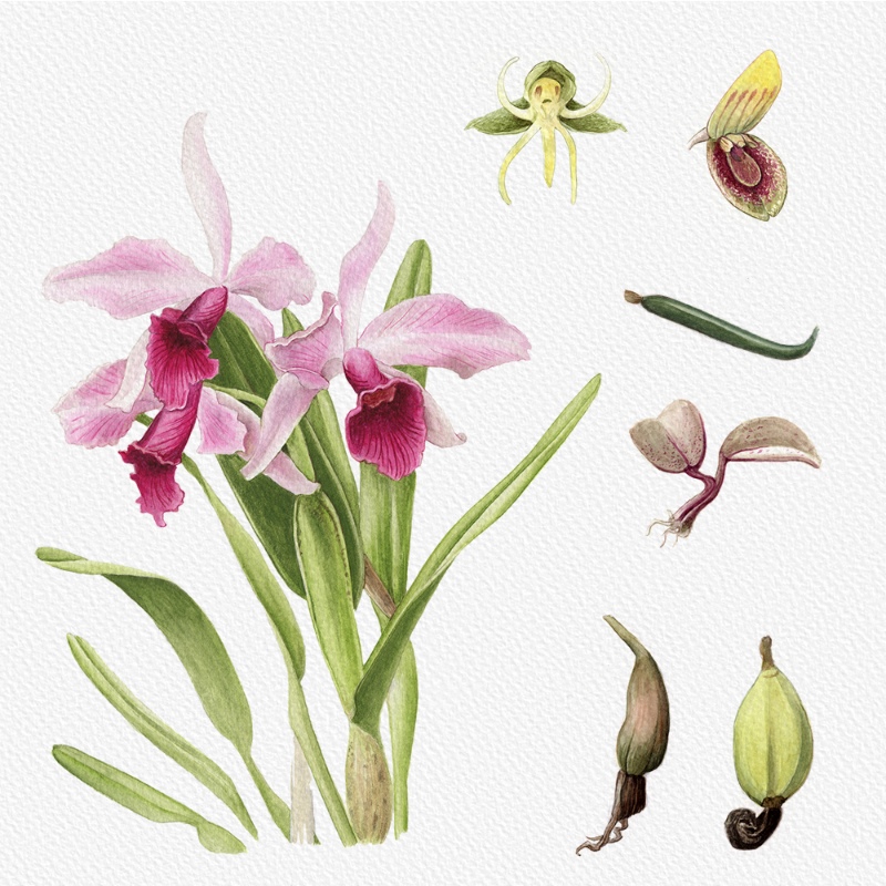 Botanical Illustration - Orchids 1 #13 static token preview