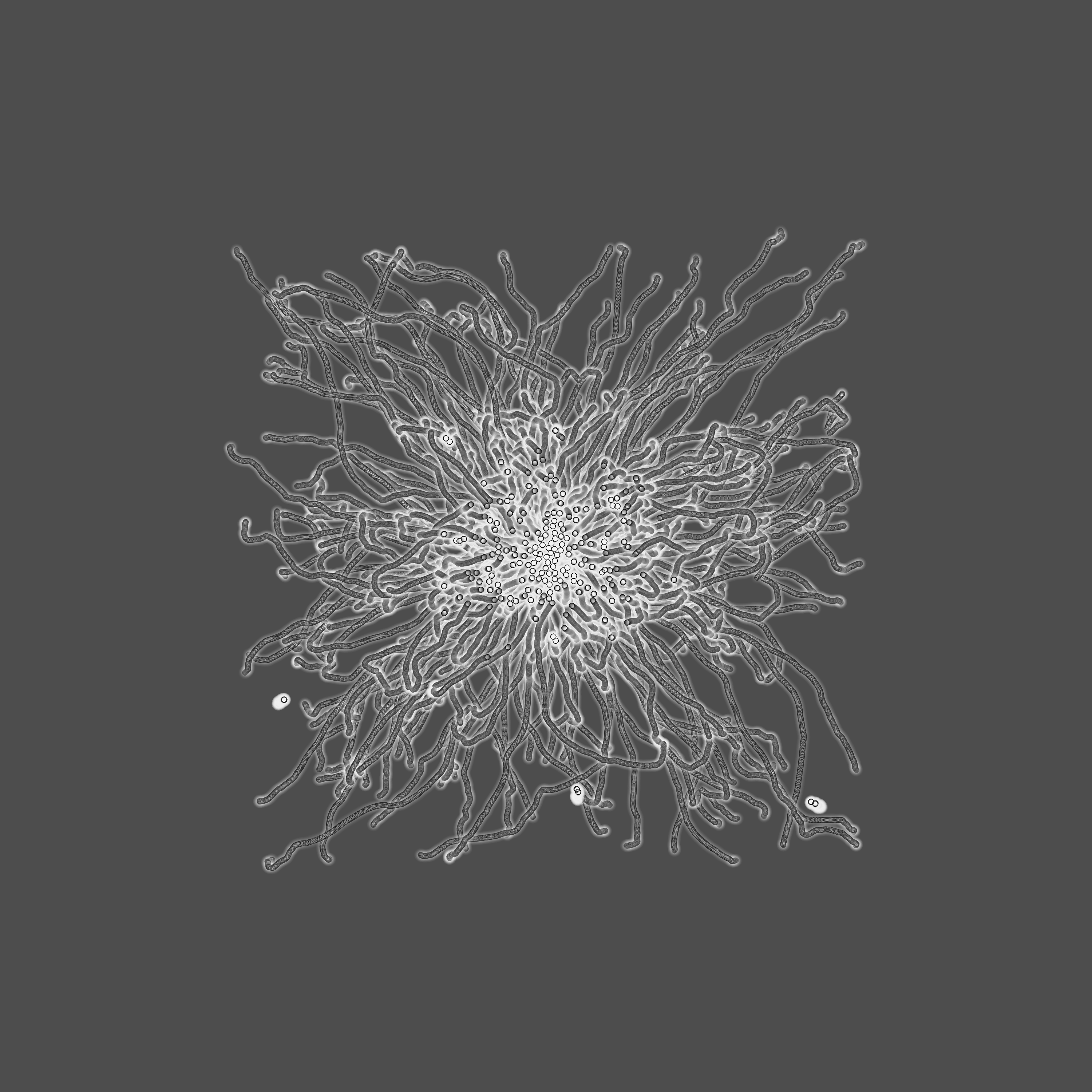 grey fungi wisdom #9 static token preview