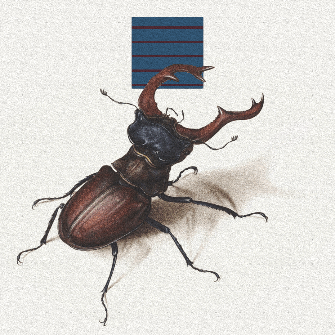 Beetle #5 static token preview