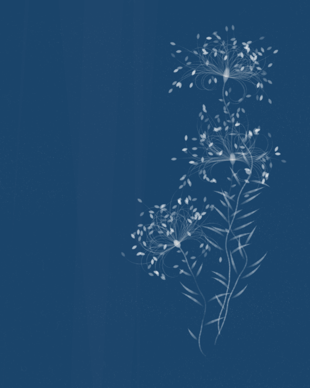 Cyanotypes #24 static token preview
