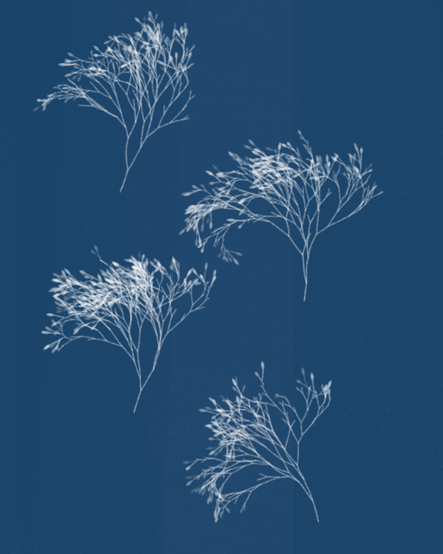 Cyanotypes #5 static token preview