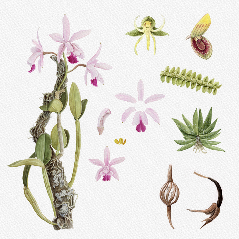 Botanical Illustration - Orchids 1 #20 static token preview