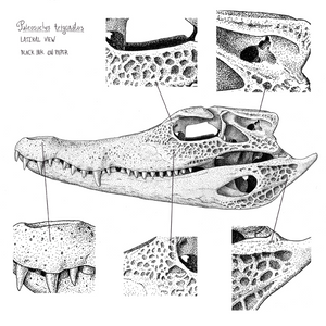 Paleosuchus trigonatus (skull) project preview