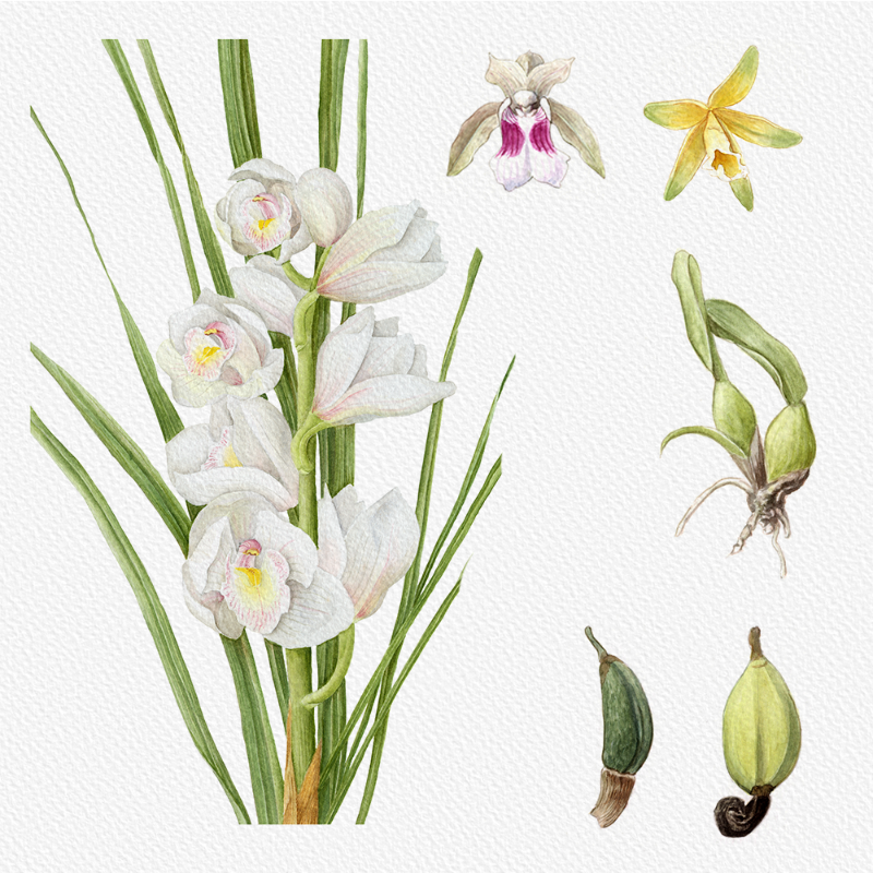 Botanical Illustration - Orchids 1 #21 static token preview