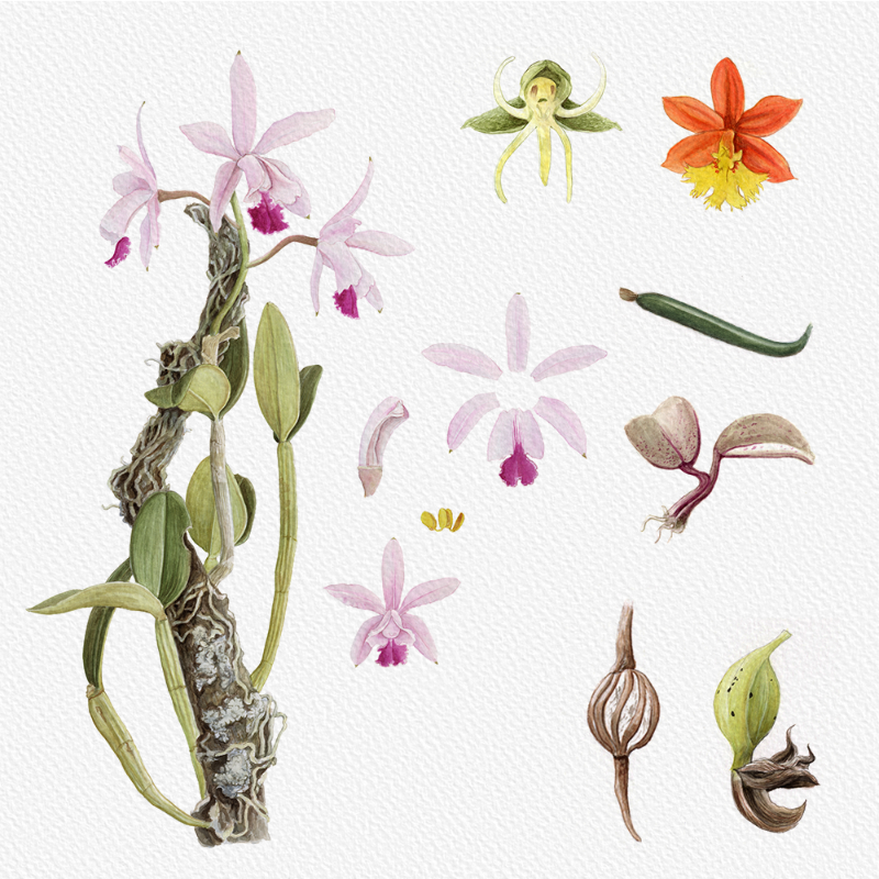 Botanical Illustration - Orchids 1 #17 static token preview
