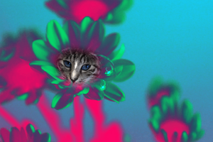Flowering Cat project preview