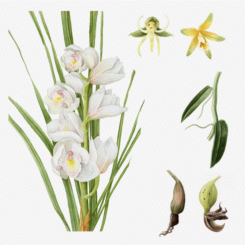 Botanical Illustration - Orchids 1 #8 static token preview
