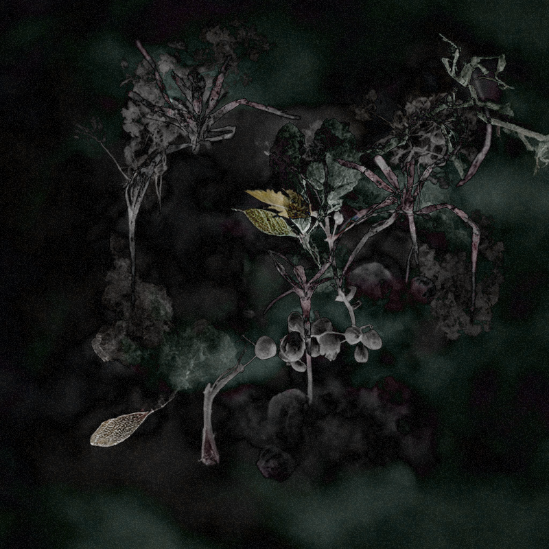 Hauntological Herbarium #23 static token preview