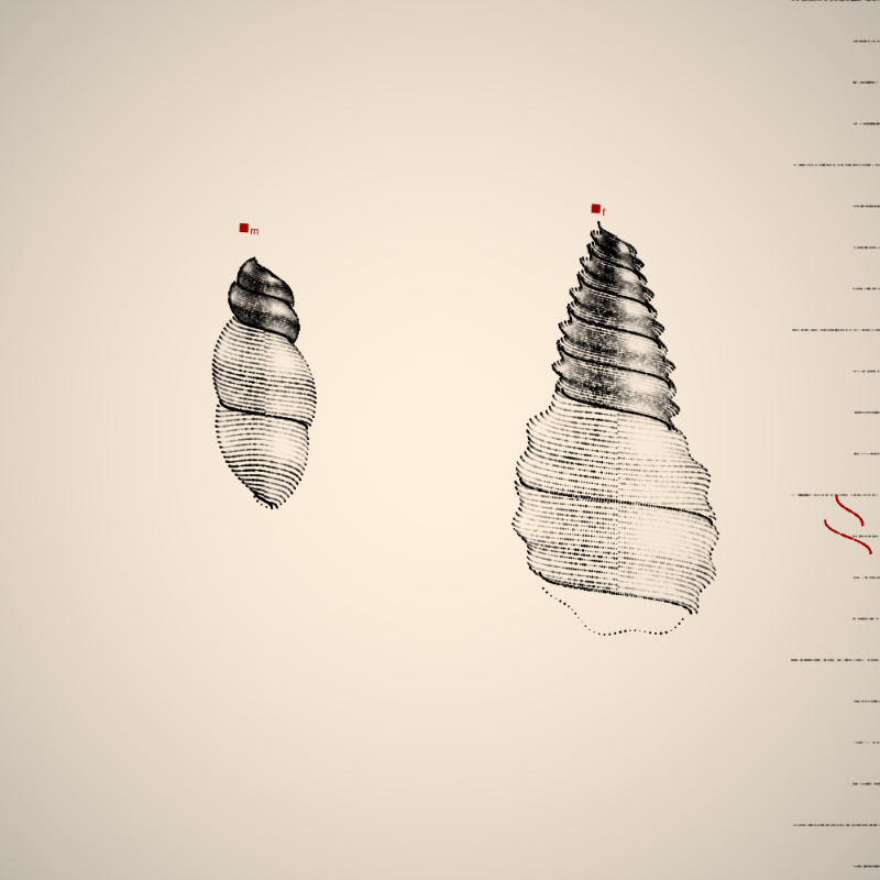 Two Specimen #4 static token preview