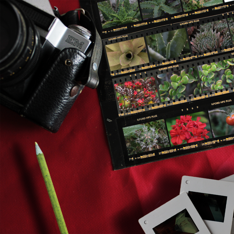 Contact Sheet #20 static token preview