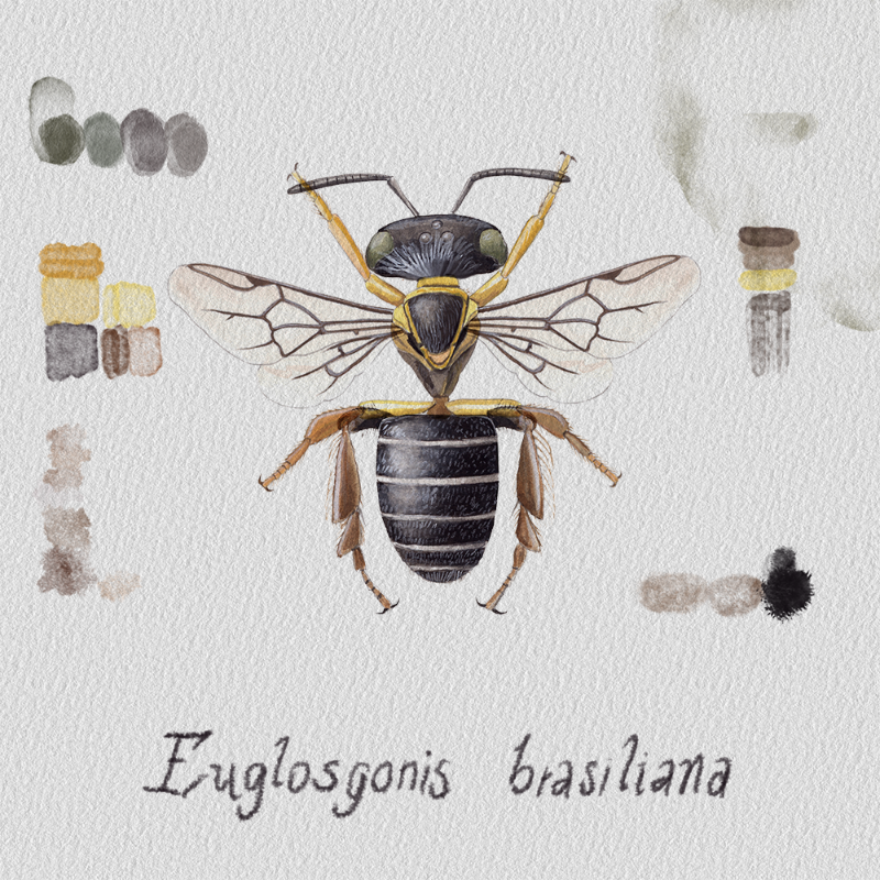 Randomic Brazilian Bees #4 static token preview