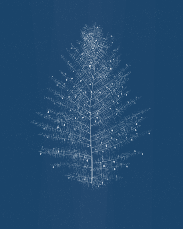 Cyanotypes #7 static token preview