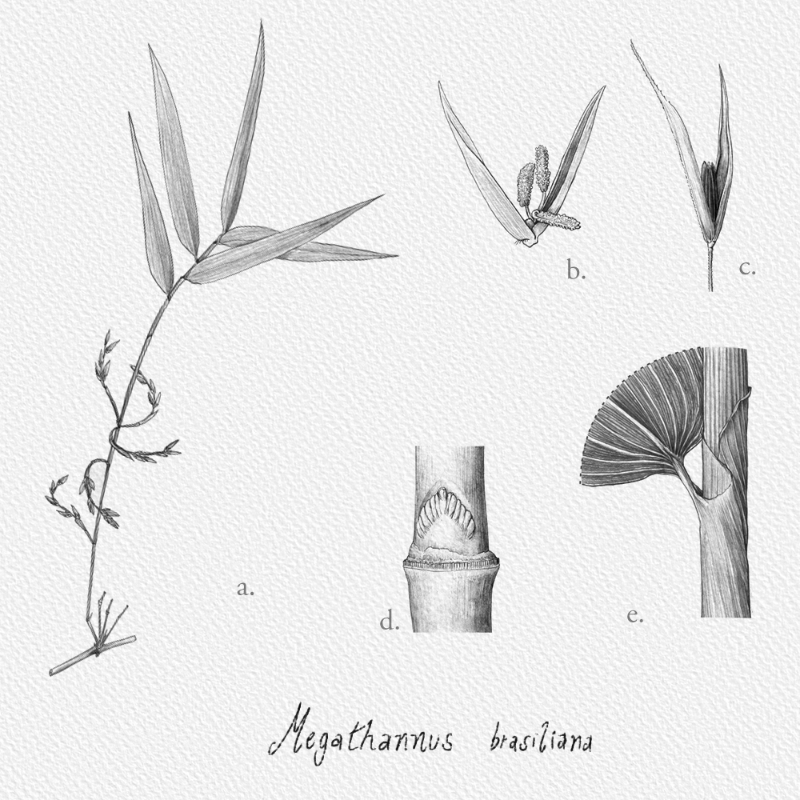 Botanical Illustration - Bambusoideae 1 #29 static token preview