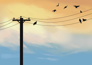Online Birds project preview