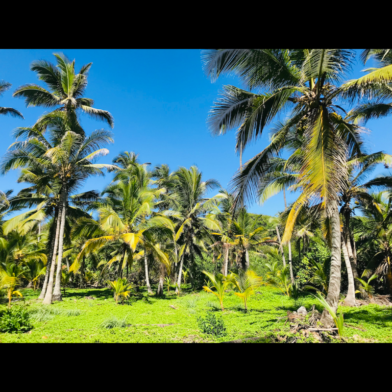 Palms (2022) #13 static token preview