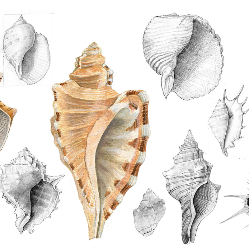 Malacology #1 static token preview