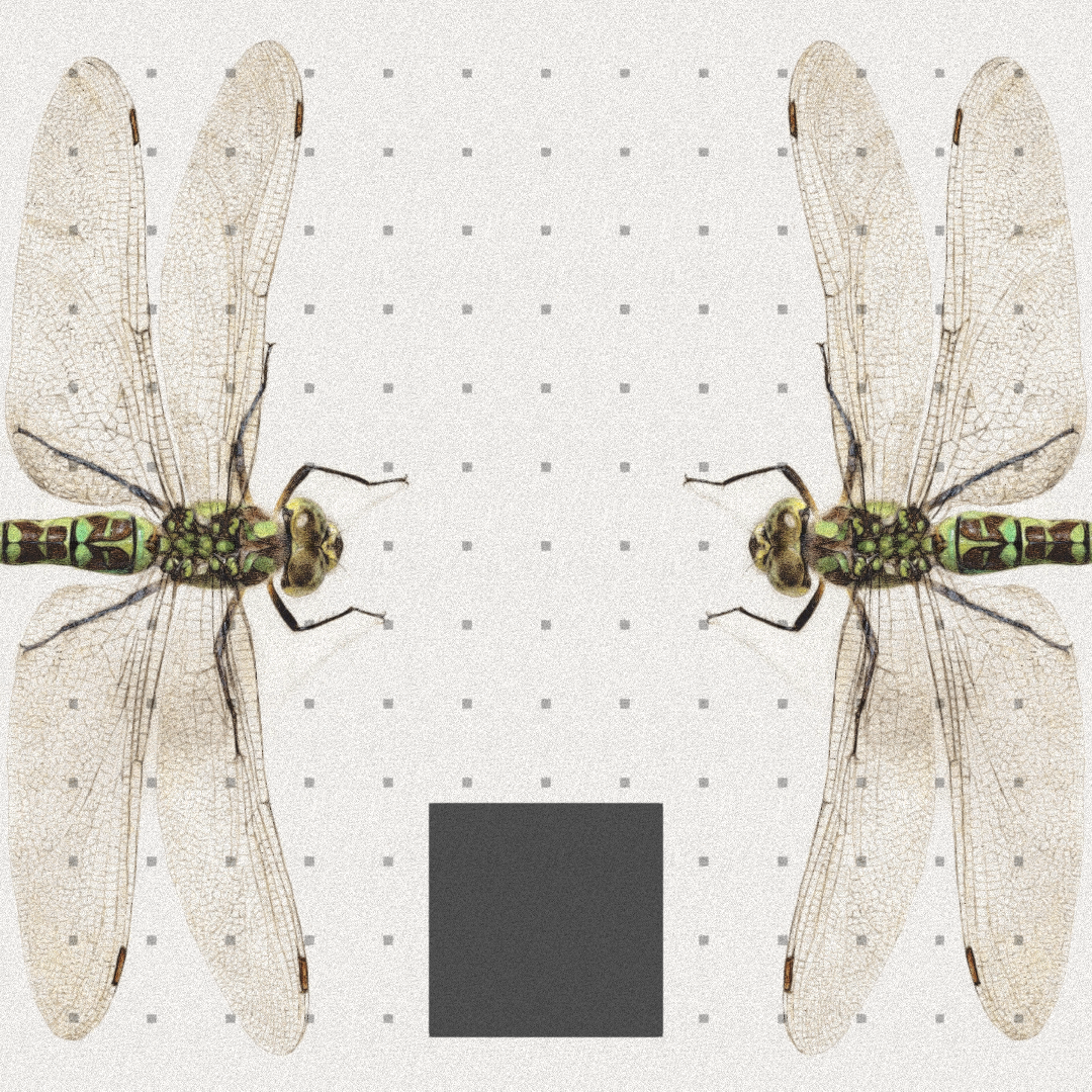 Dragonfly #9 static token preview
