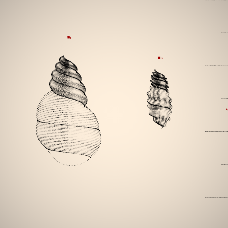 Two Specimen #24 static token preview
