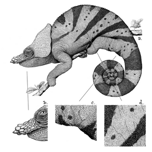 Chameleon - plante 1 project preview