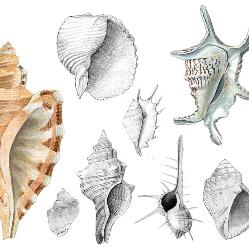 Malacology #6 static token preview