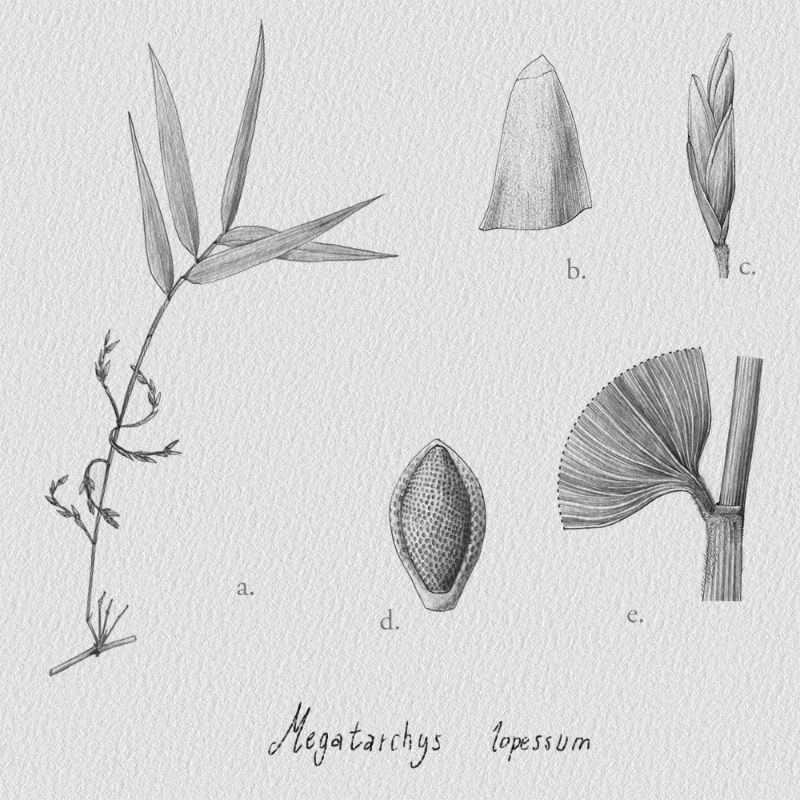 Botanical Illustration - Bambusoideae 1 #21 static token preview