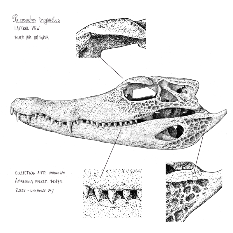 Paleosuchus trigonatus (skull) #19 static token preview