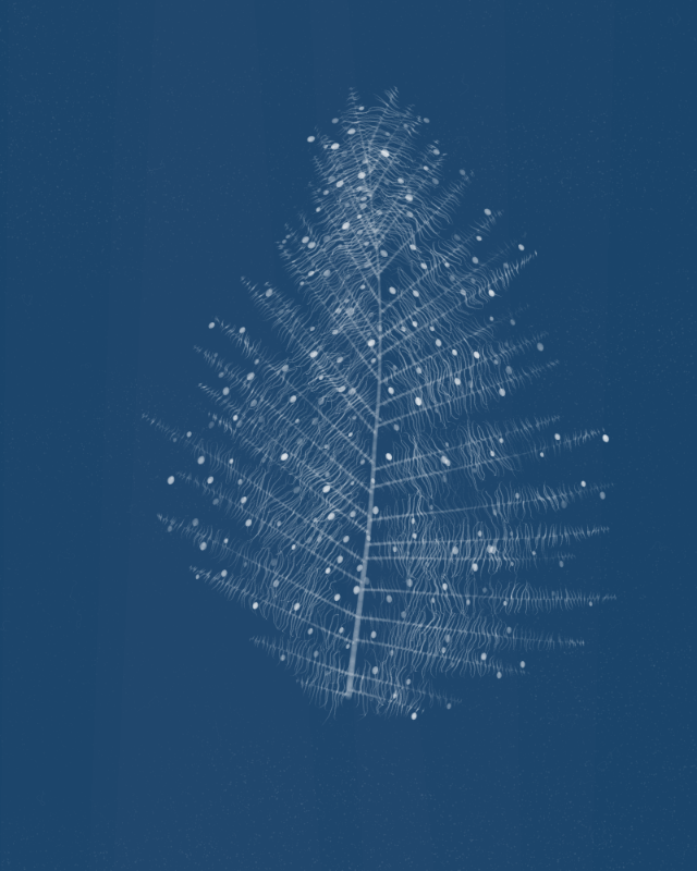 Cyanotypes #11 static token preview