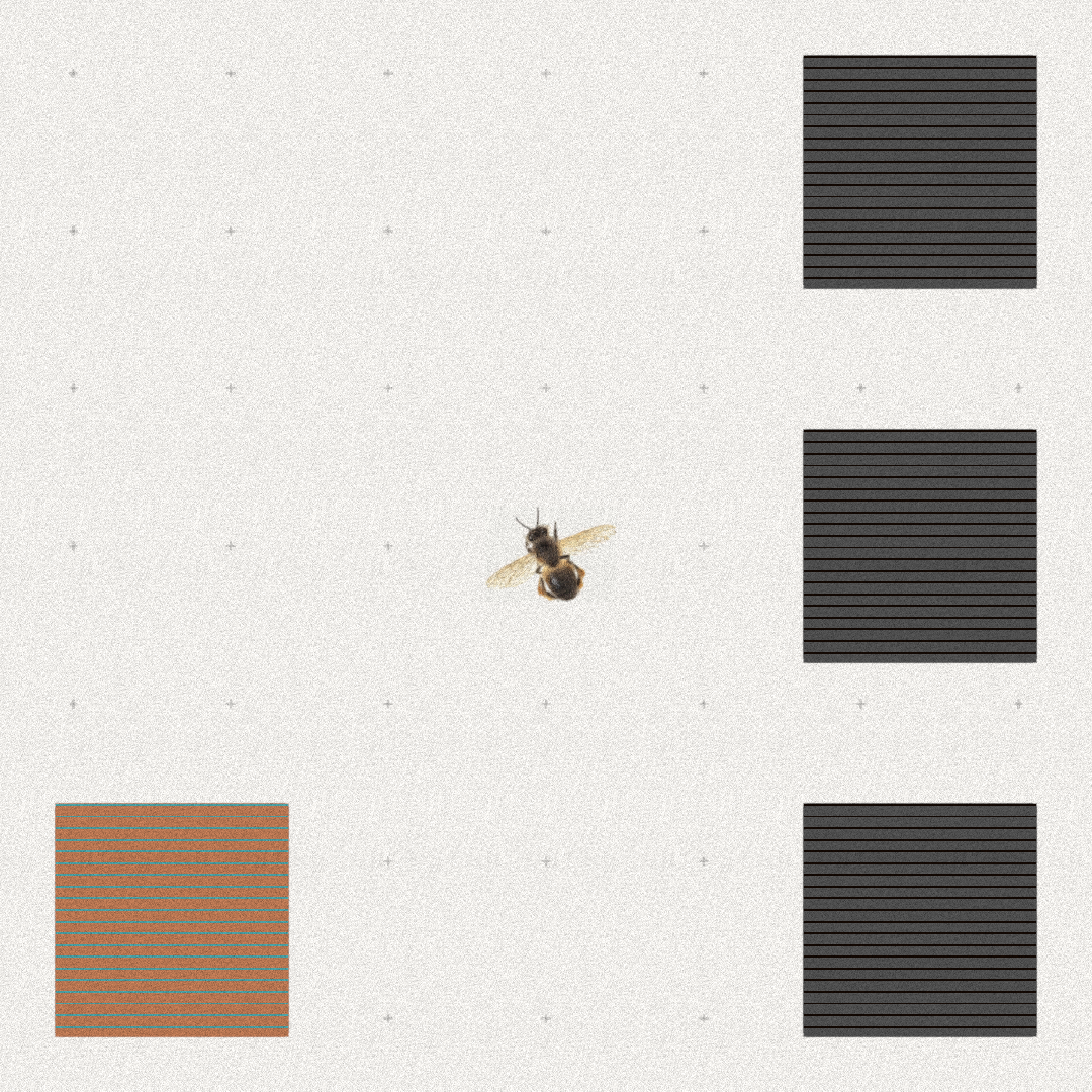 Bee #30 static token preview
