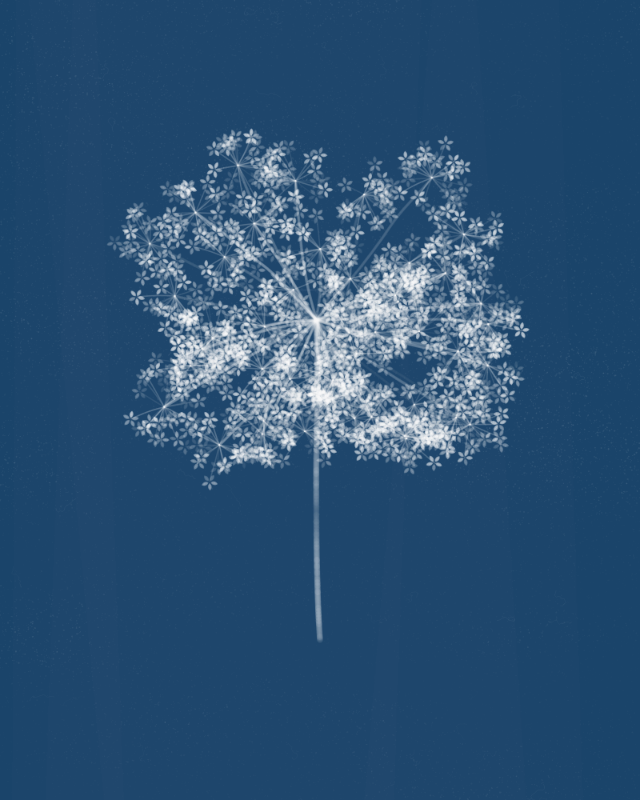 Cyanotypes #21 static token preview