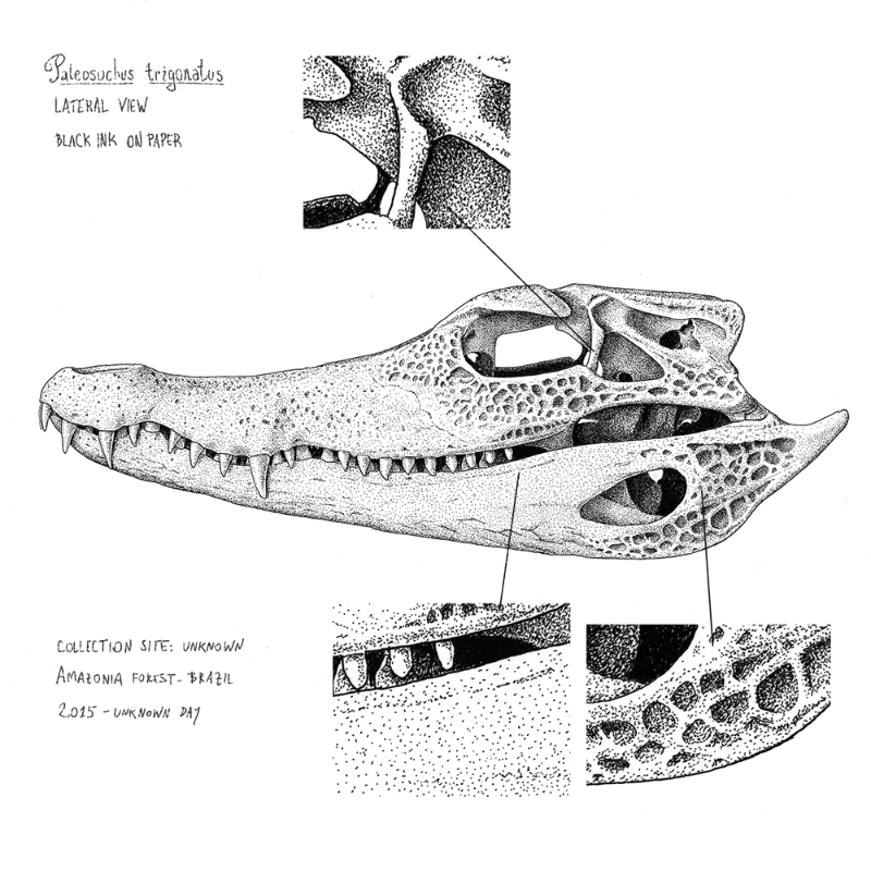 Paleosuchus trigonatus (skull) #13 static token preview