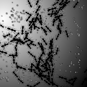 ANTS project preview