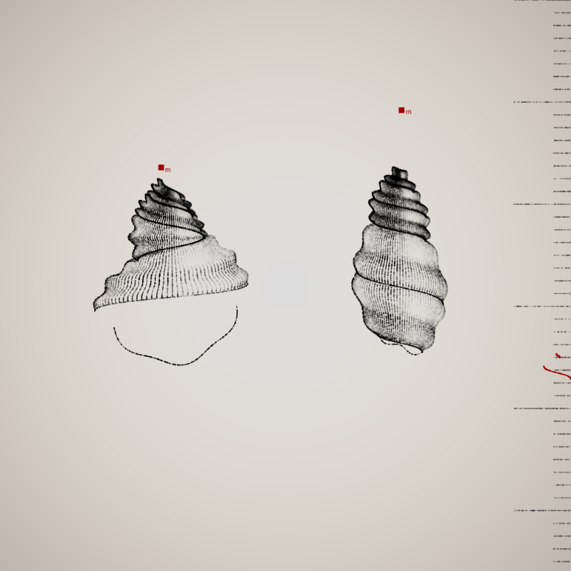 Two Specimen #7 static token preview