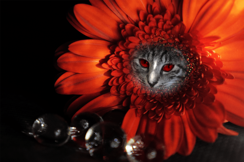 Flowering Cat #16 static token preview