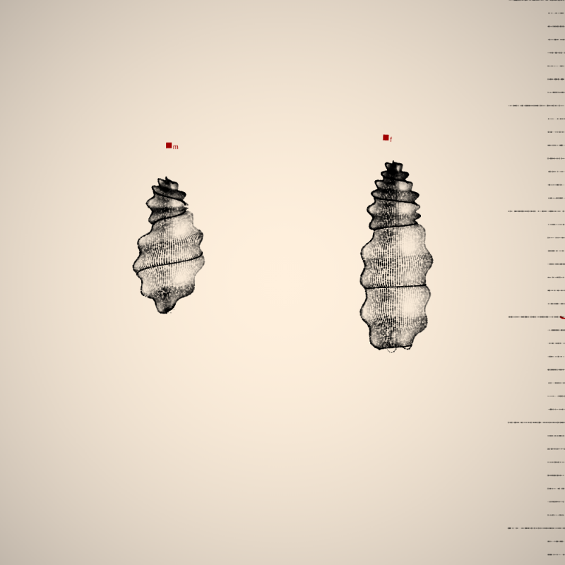 Two Specimen #381 static token preview