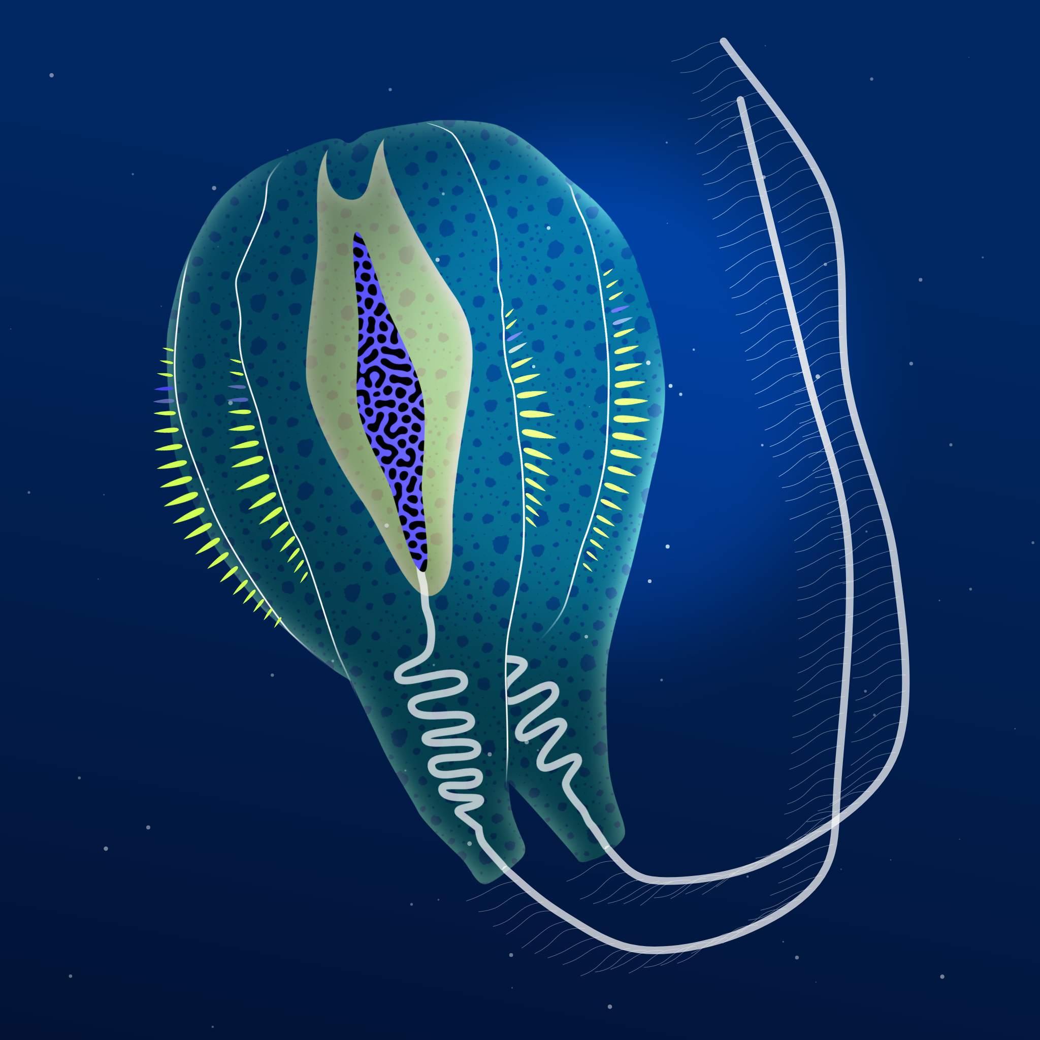 Ctenophores #5 static token preview