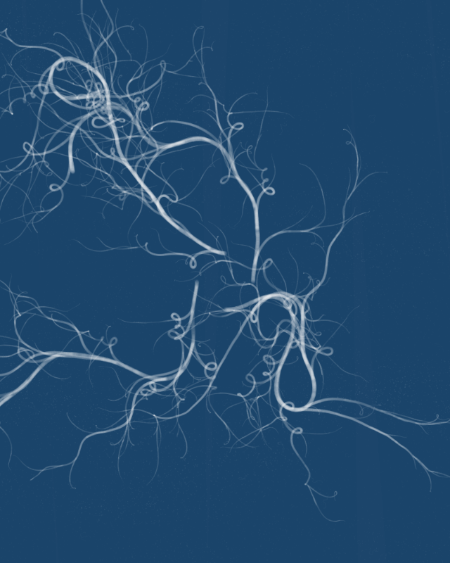 Cyanotypes #271 static token preview