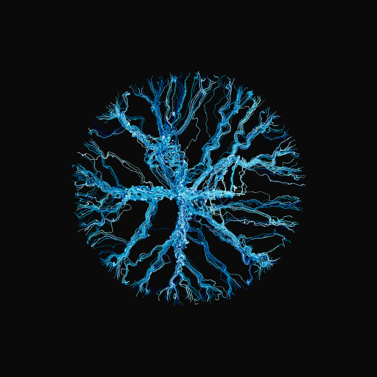 Ginseng #16 static token preview