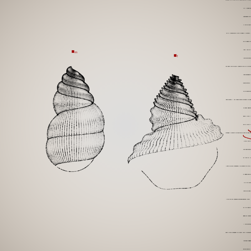 Two Specimen #15 static token preview