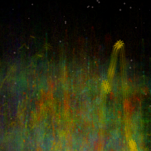 Specters of nature project preview