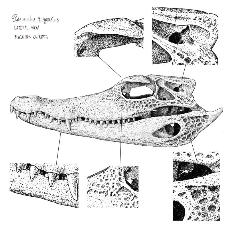 Paleosuchus trigonatus (skull) #3 static token preview