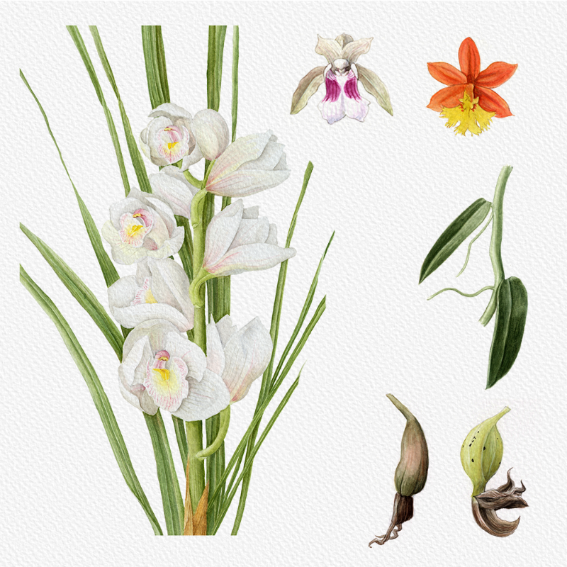 Botanical Illustration - Orchids 1 #6 static token preview