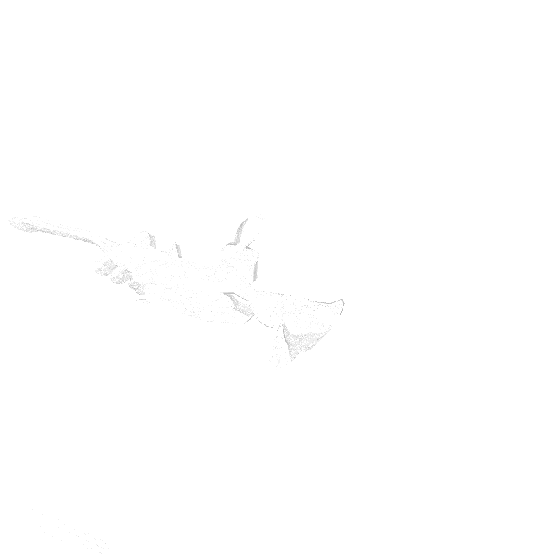 traces #12 static token preview
