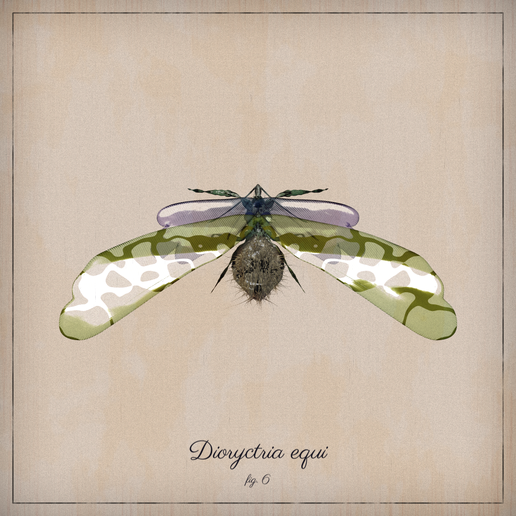 ProcGen Entomology #5 static token preview