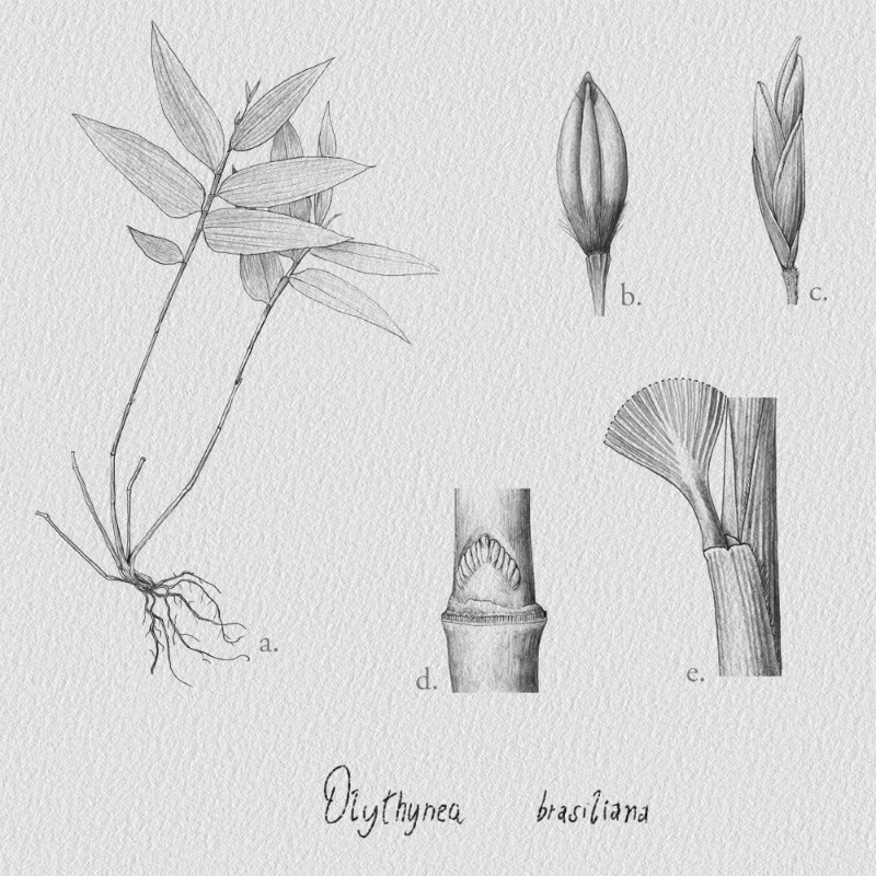 Botanical Illustration - Bambusoideae 1 #20 static token preview