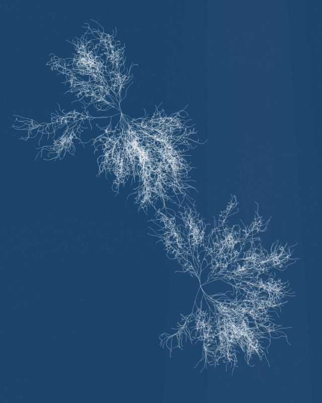 Cyanotypes #19 static token preview