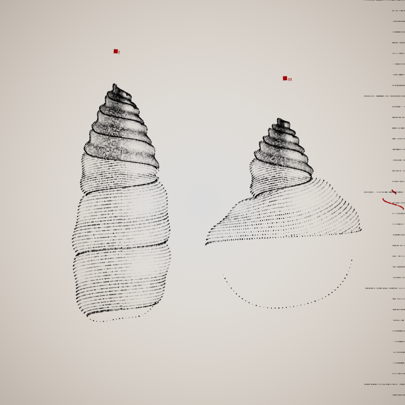 Two Specimen #100 static token preview