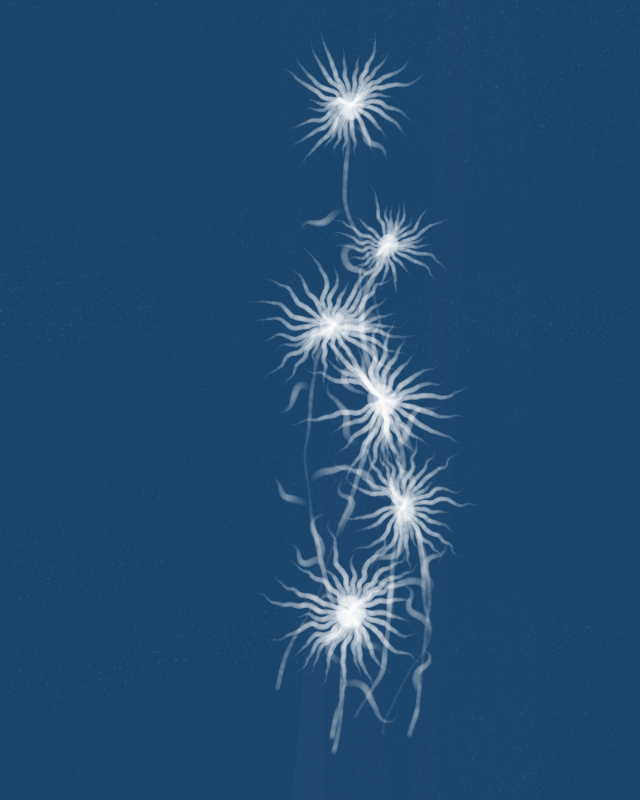 Cyanotypes #17 static token preview