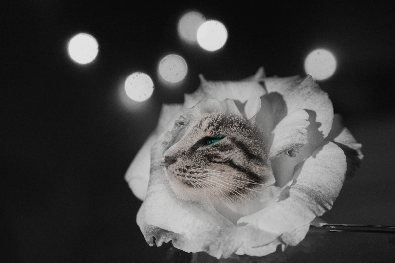 Flowering Cat #14 static token preview