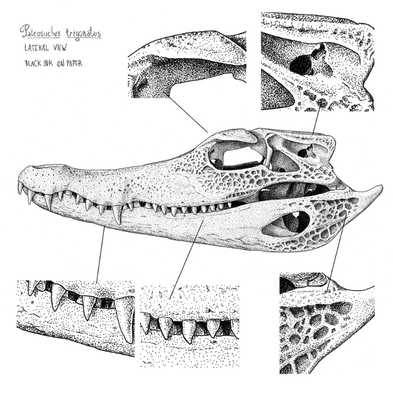 Paleosuchus trigonatus (skull) #5 static token preview