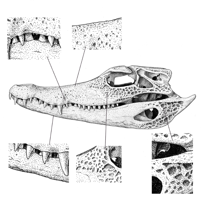 Paleosuchus trigonatus (skull) #12 static token preview